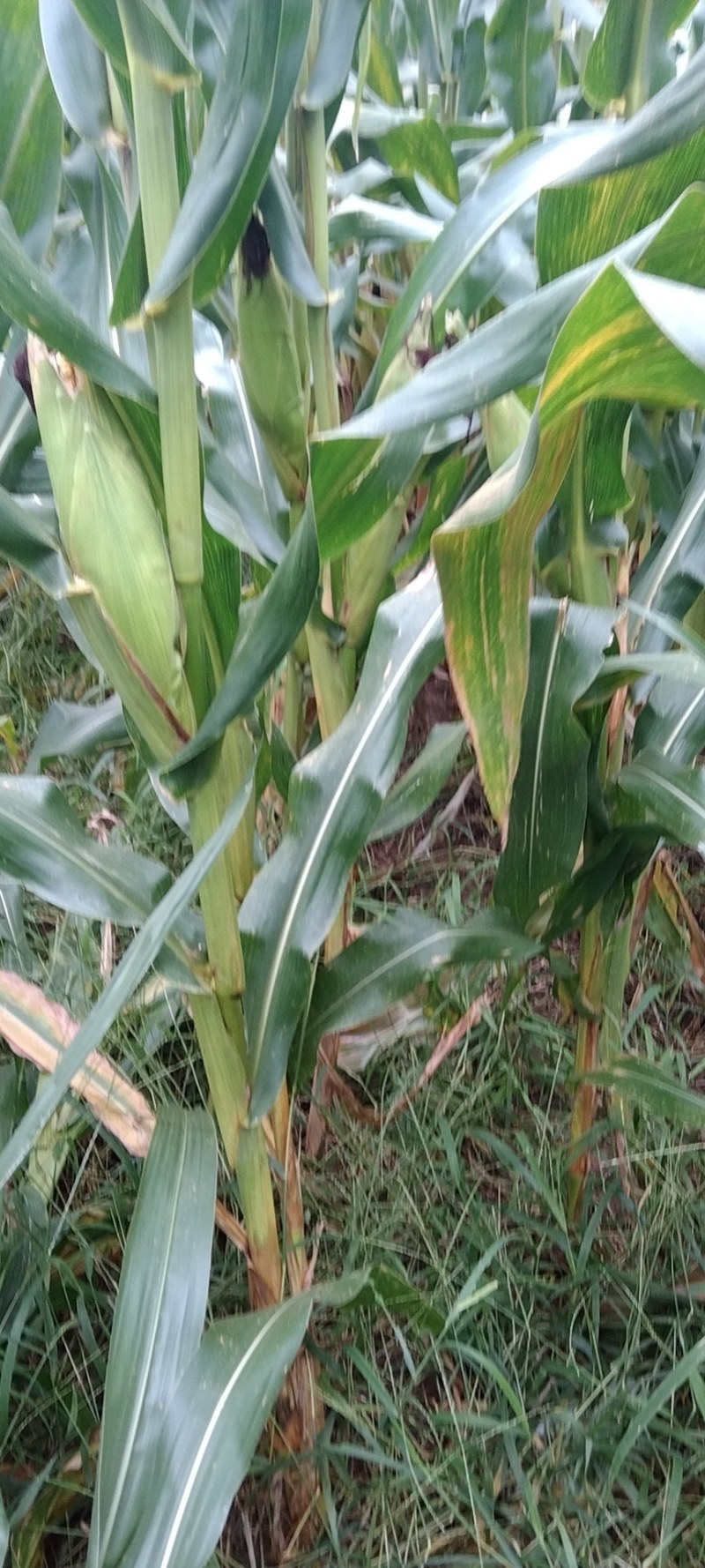 青储小麦草