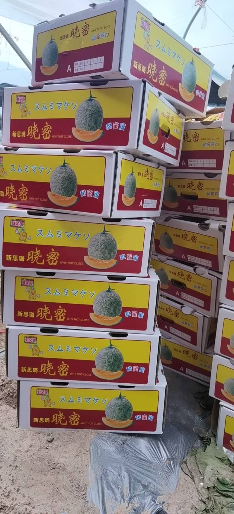 【热销】海南哈密瓜25号晓蜜，供应批发市场社区团购等等