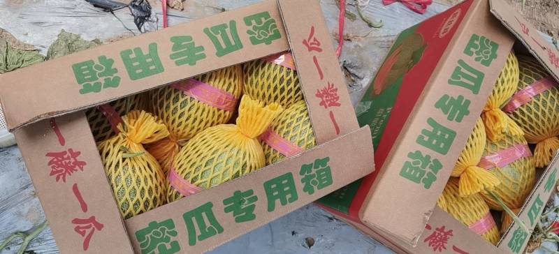 【热销】海南哈密瓜25号晓蜜，供应批发市场社区团购等等