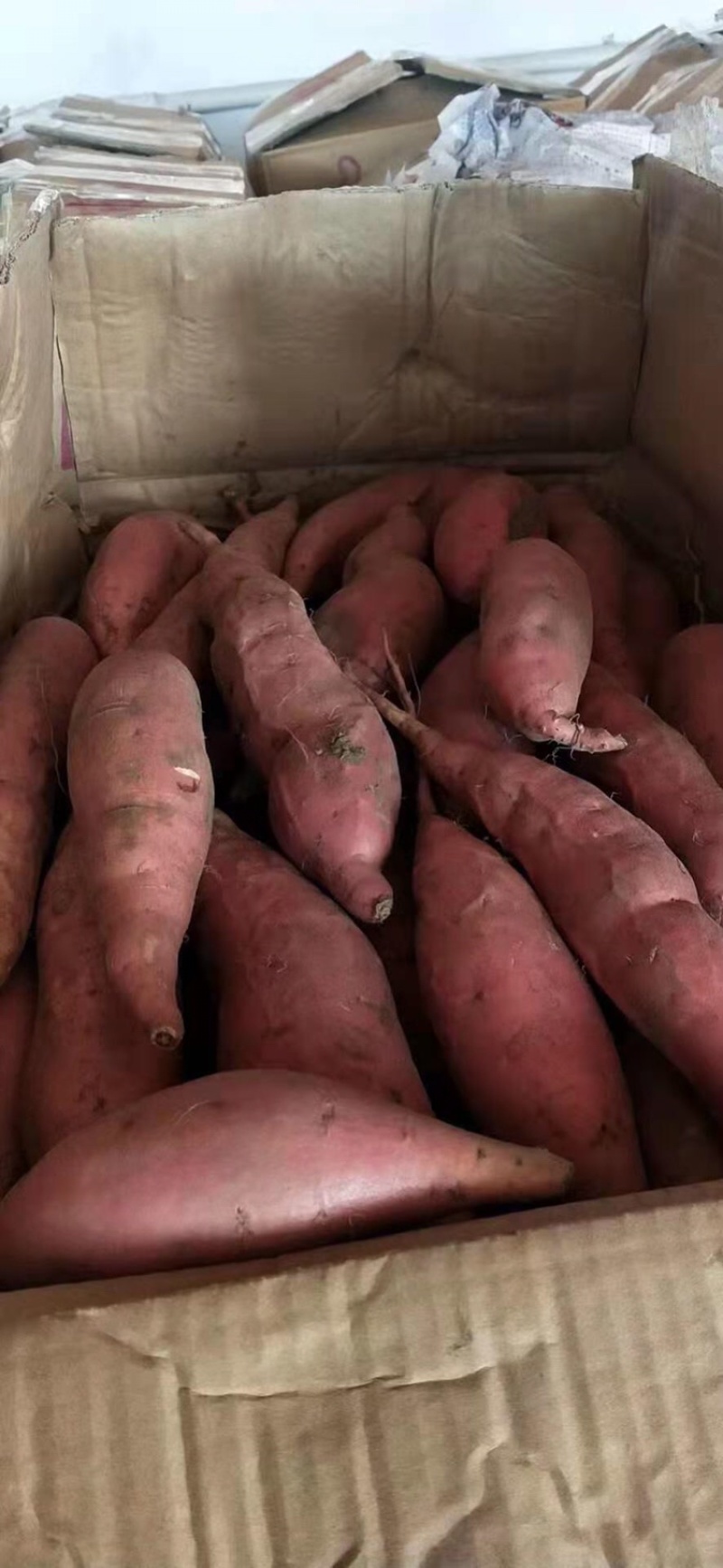 基地各品种红薯精品已陆续上市，欢迎各位老板前来洽谈！