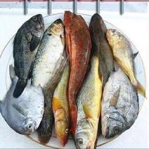 【海杂鱼】新鲜速冻海杂鱼小黄鱼红头鱼鮟鱇鱼鲳鱼等4-6种