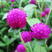 千日粉千日白千日紫千日红种子耐旱四季花种子庭院易种花籽