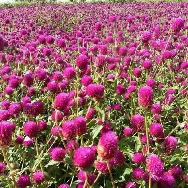 千日粉千日白千日紫千日红种子耐旱四季花种子庭院易种花籽