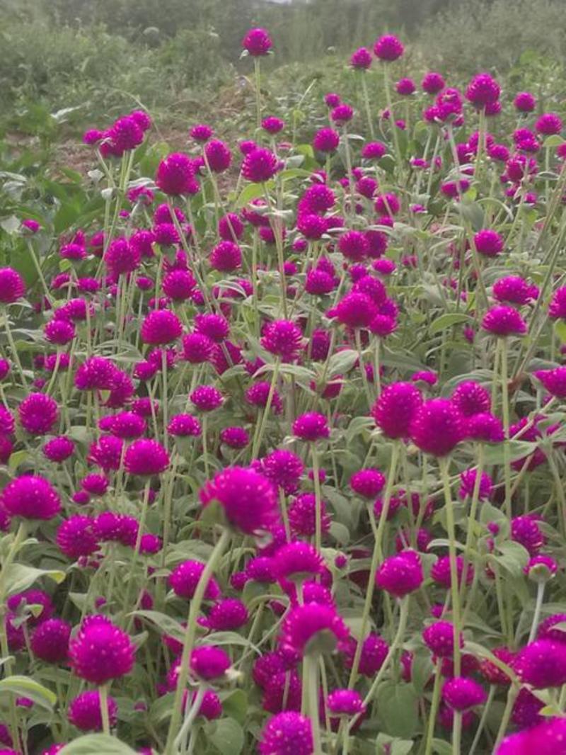 千日粉千日白千日紫千日红种子耐旱四季花种子庭院易种花籽