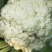 有机花菜精品大量上市中，欢迎各位老板前来洽谈！