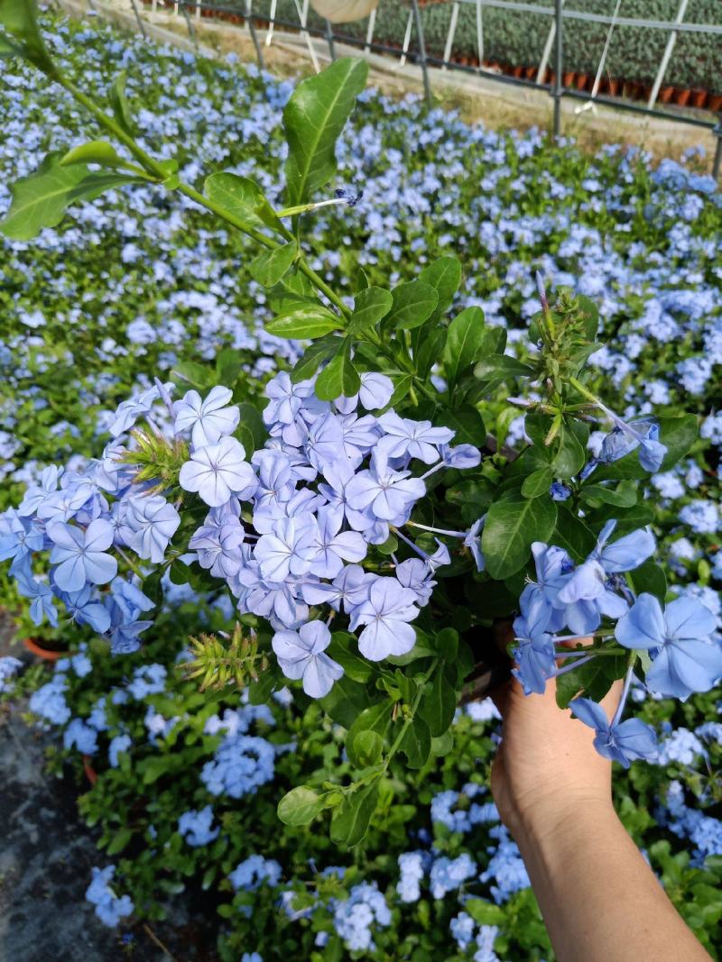 蓝雪花白雪花红雪花盆栽爬藤花四季开花阳台庭院植物耐旱开花