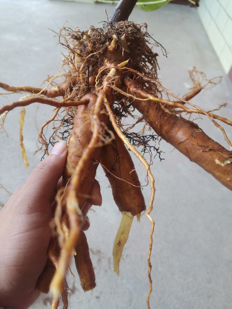 虎杖苗，自家育苗基地，提供种植技术，保证成活率。