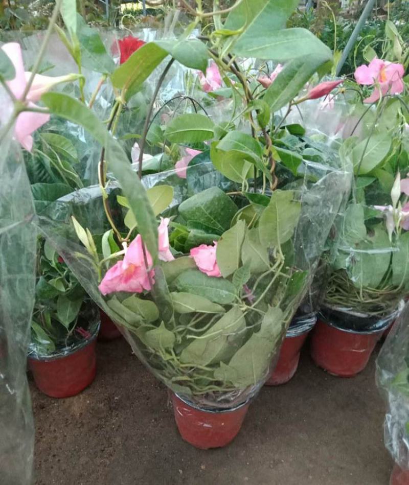 飘香藤花带花苞四季常青庭院爬藤植物花卉阳台飘香藤盆栽