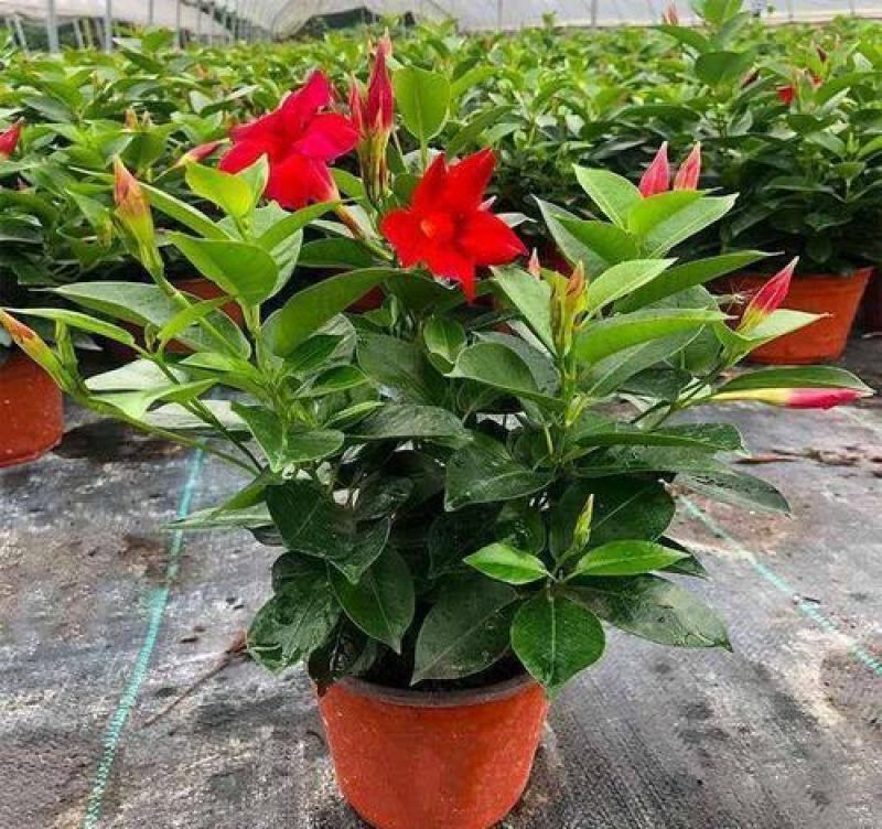 飘香藤花带花苞四季常青庭院爬藤植物花卉阳台飘香藤盆栽