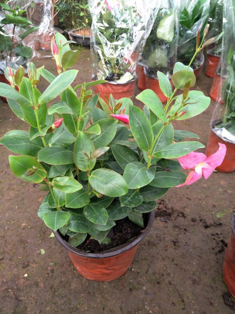 飘香藤花带花苞四季常青庭院爬藤植物花卉阳台飘香藤盆栽