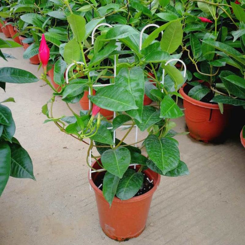 飘香藤花带花苞四季常青庭院爬藤植物花卉阳台飘香藤盆栽