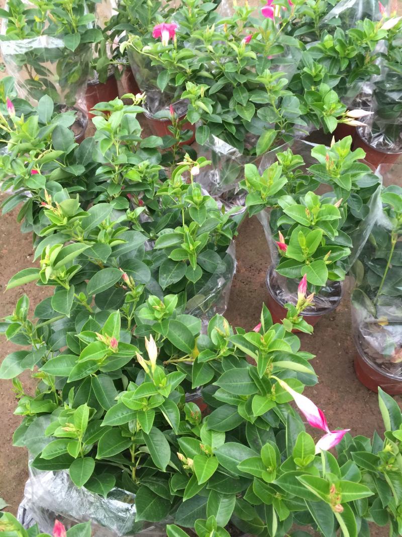 飘香藤花带花苞四季常青庭院爬藤植物花卉阳台飘香藤盆栽