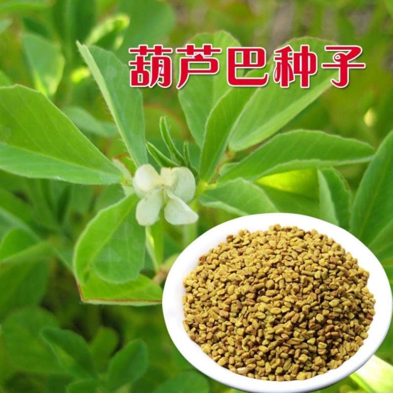 葫芦巴种子胡芦巴胡卢巴一年生叶宝菜籽别称香草香豆种子