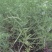 葫芦巴种子胡芦巴胡卢巴一年生叶宝菜籽别称香草香豆种子