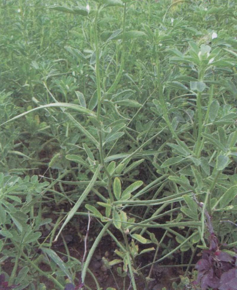 葫芦巴种子胡芦巴胡卢巴一年生叶宝菜籽别称香草香豆种子