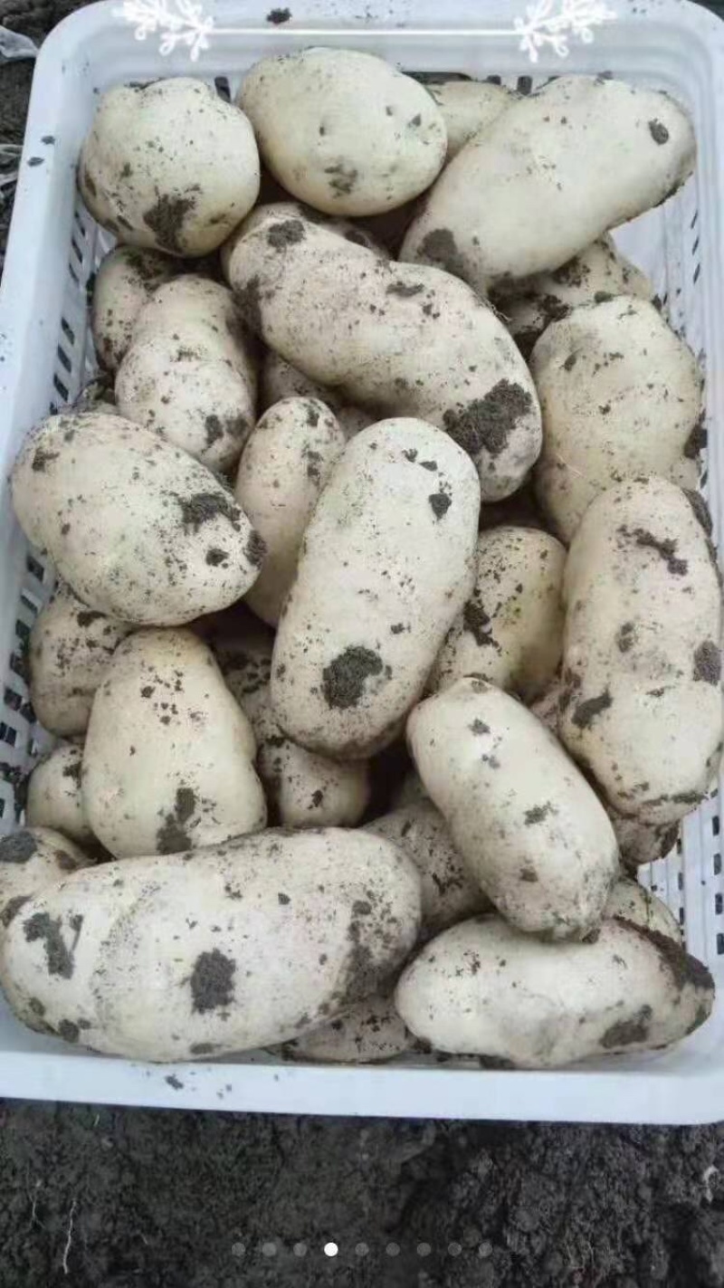 基地土豆精品已陆续上市，欢迎各位老板前来洽谈！