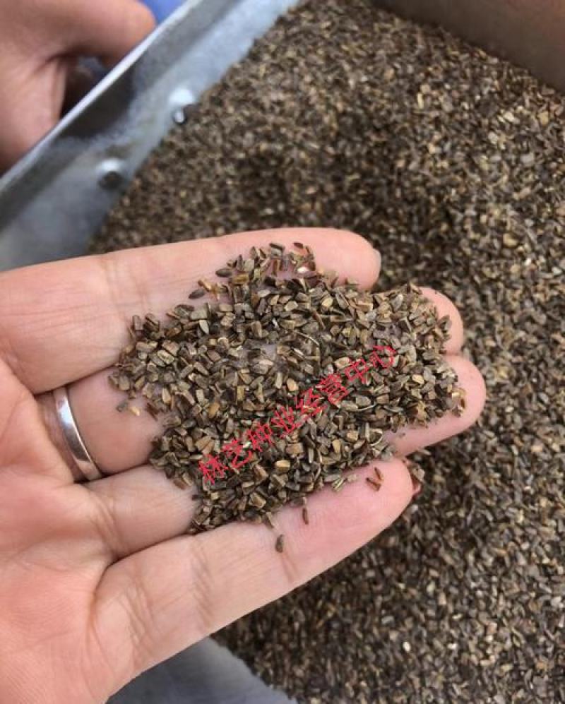 可食用益母草种子中草药菜籽四季播易种庭院阳台盆栽有机蔬菜