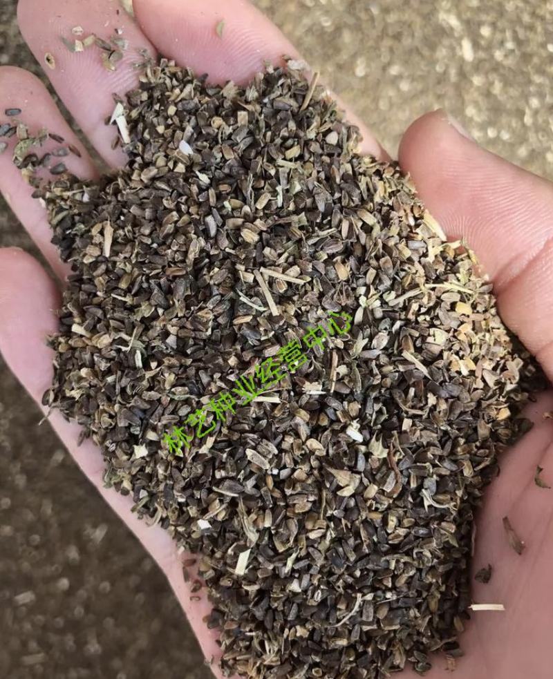 可食用益母草种子中草药菜籽四季播易种庭院阳台盆栽有机蔬菜