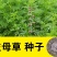 可食用益母草种子中草药菜籽四季播易种庭院阳台盆栽有机蔬菜