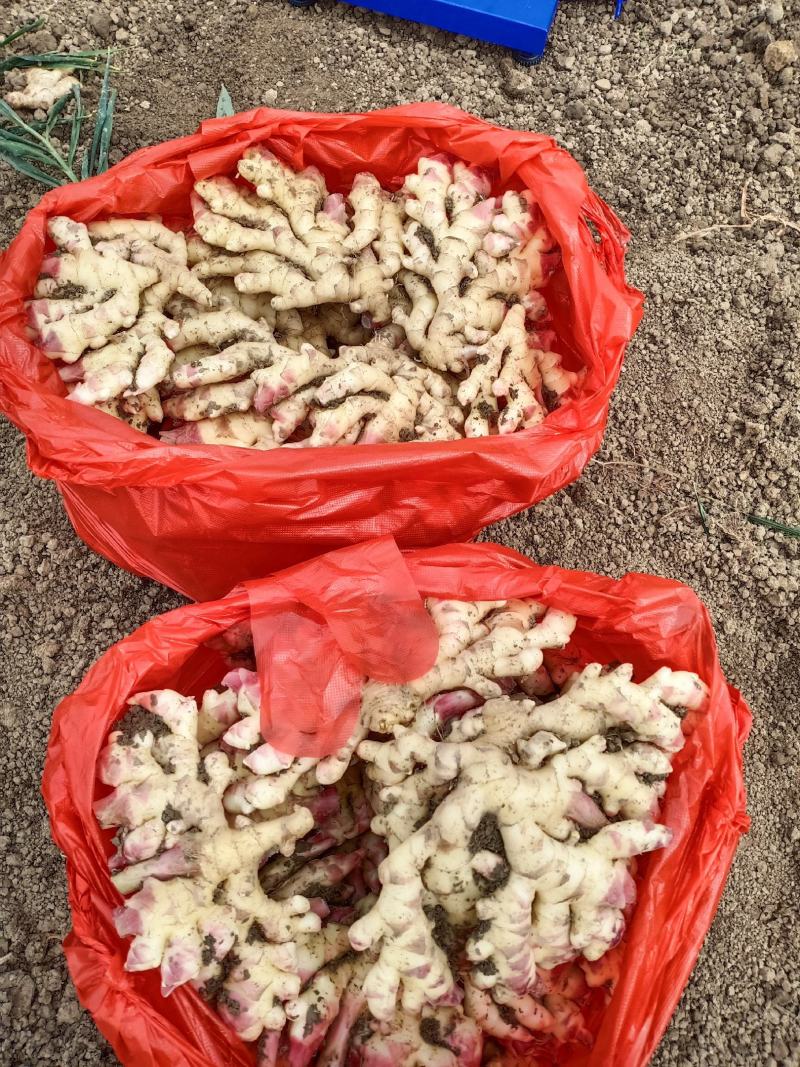贵州黄果树，优质仔姜大量热销