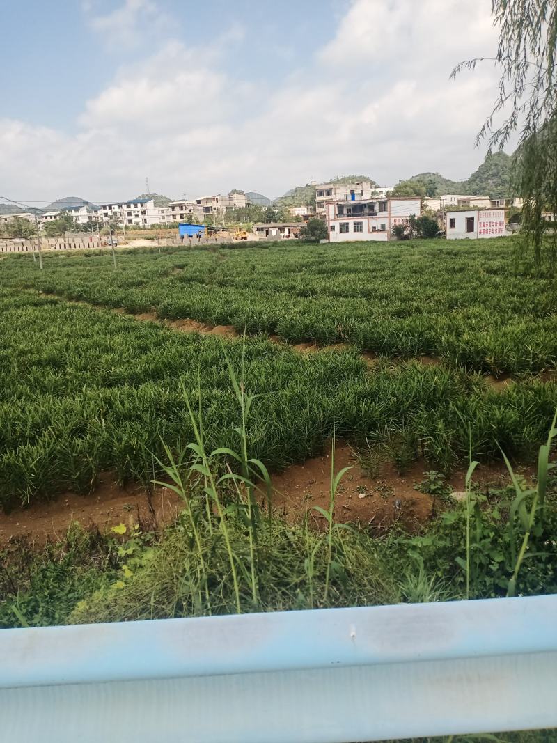 贵州黄果树，优质仔姜大量热销