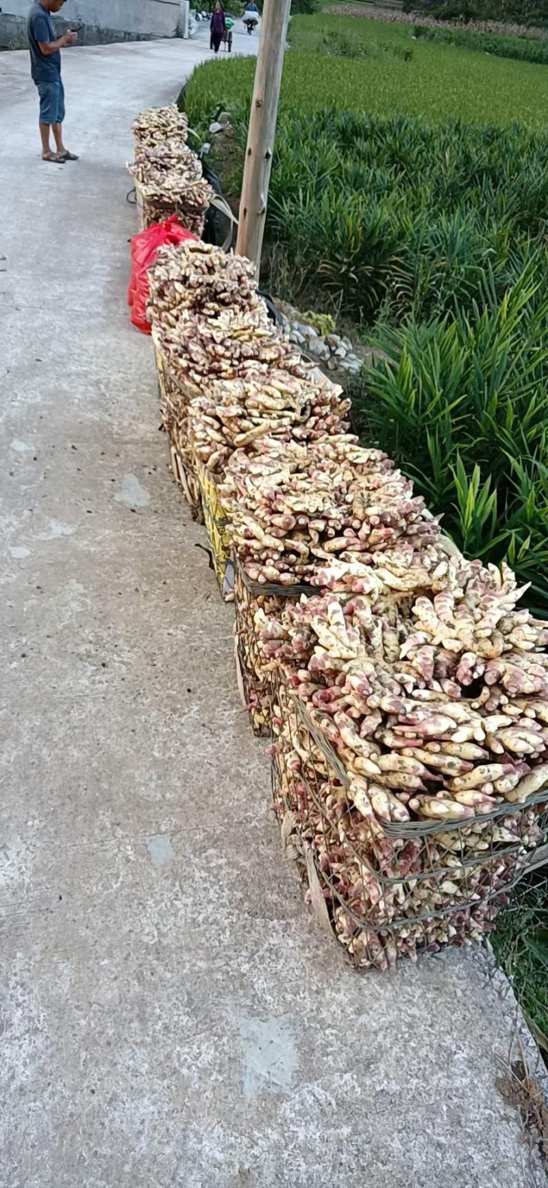 贵州黄果树，优质仔姜大量热销