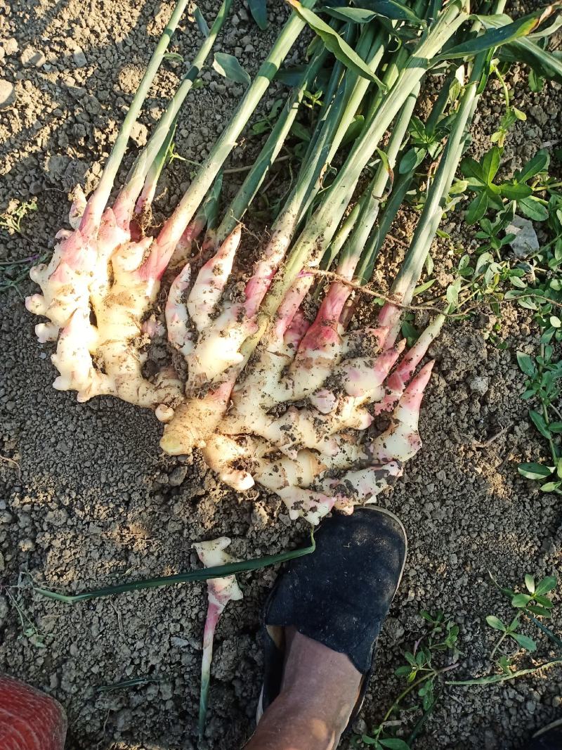 贵州黄果树，优质仔姜大量热销