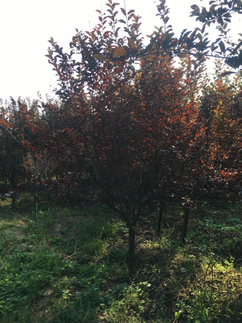13-18公分紫叶李