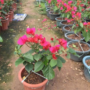 三角梅盆栽带花发货四季开花绿植好养室外绿樱红樱重瓣花卉