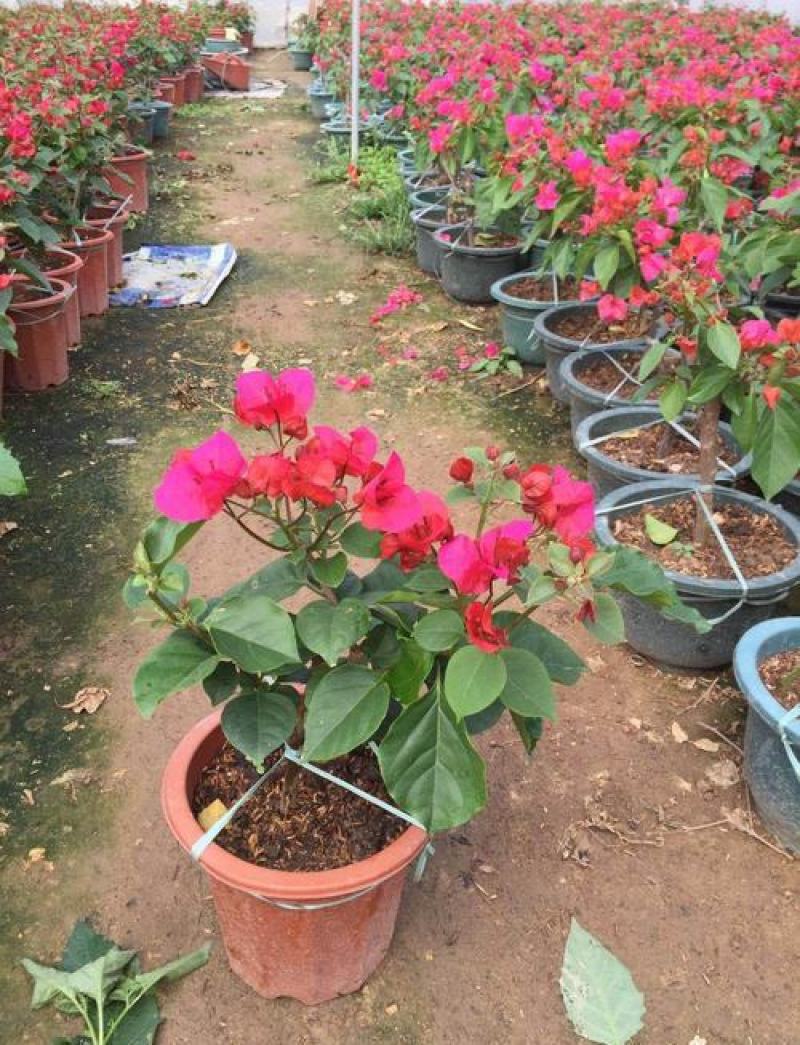 三角梅盆栽带花发货四季开花绿植好养室外绿樱红樱重瓣花卉