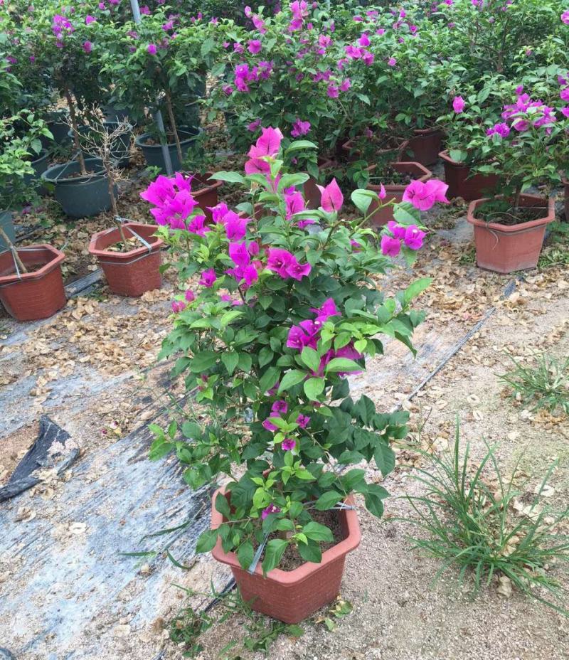 三角梅盆栽带花发货四季开花绿植好养室外绿樱红樱重瓣花卉