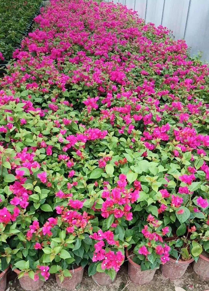 三角梅盆栽带花发货四季开花绿植好养室外绿樱红樱重瓣花卉