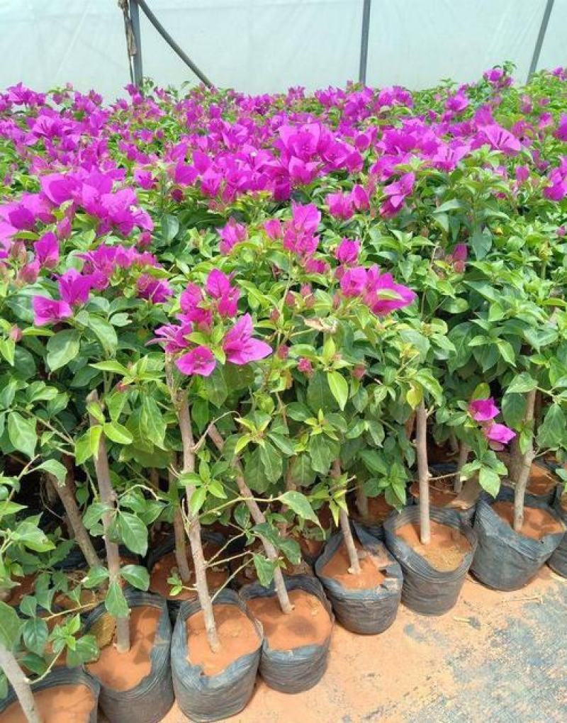 三角梅盆栽带花发货四季开花绿植好养室外绿樱红樱重瓣花卉