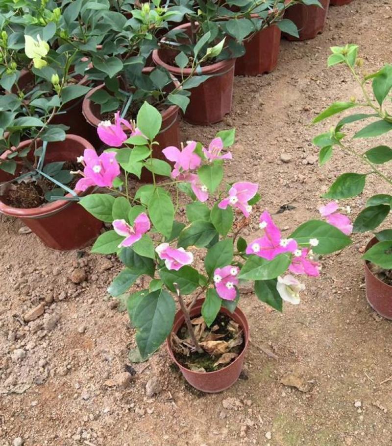 三角梅盆栽带花发货四季开花绿植好养室外绿樱红樱重瓣花卉