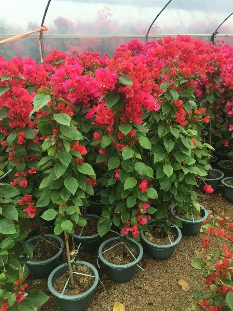 三角梅盆栽带花发货四季开花绿植好养室外绿樱红樱重瓣花卉