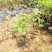 三角梅盆栽带花发货四季开花绿植好养室外绿樱红樱重瓣花卉