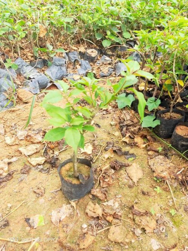 三角梅盆栽带花发货四季开花绿植好养室外绿樱红樱重瓣花卉