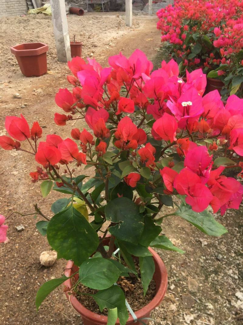 三角梅盆栽带花发货四季开花绿植好养室外绿樱红樱重瓣花卉