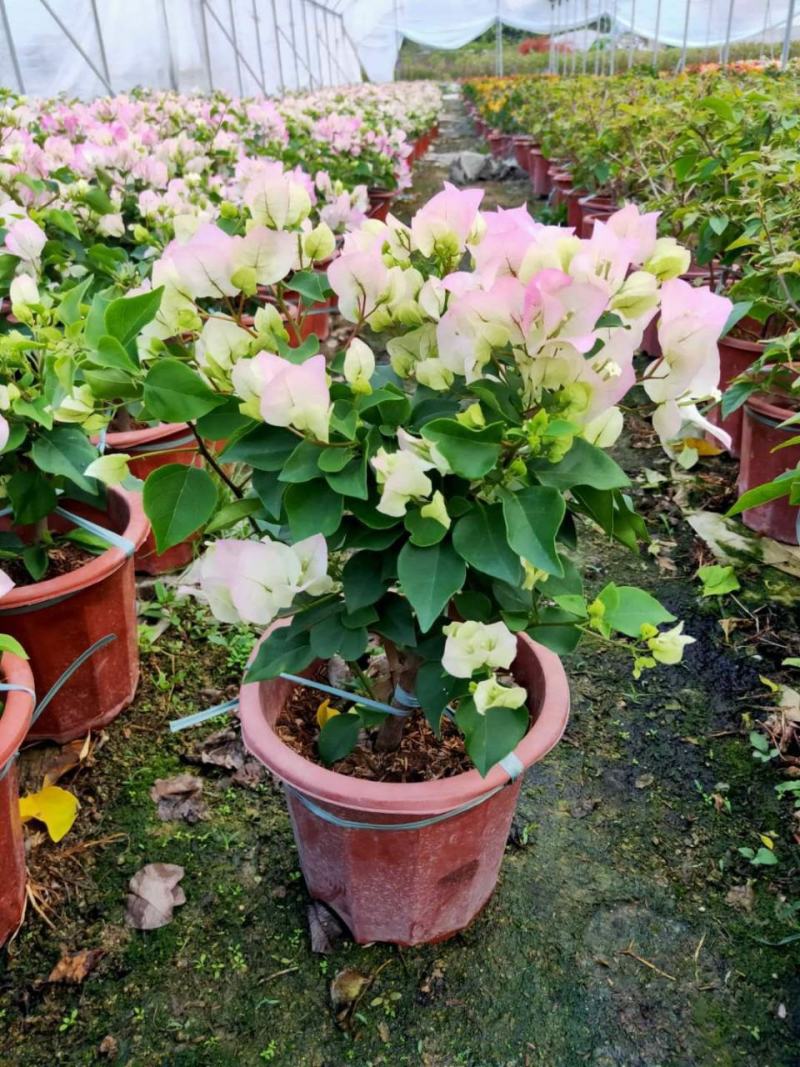 三角梅盆栽带花发货四季开花绿植好养室外绿樱红樱重瓣花卉