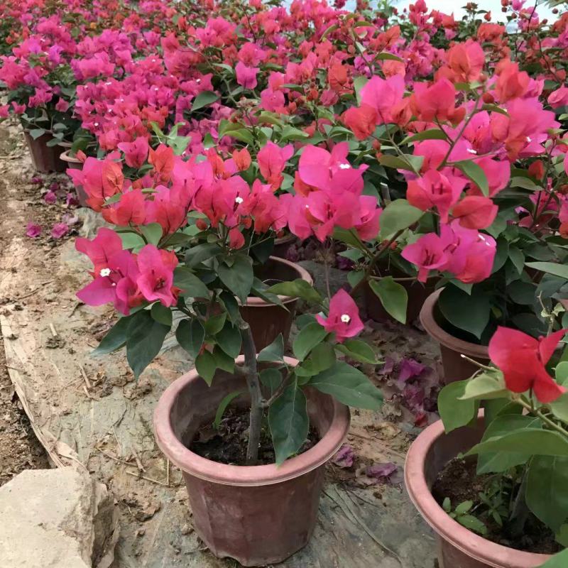 三角梅盆栽带花发货四季开花绿植好养室外绿樱红樱重瓣花卉
