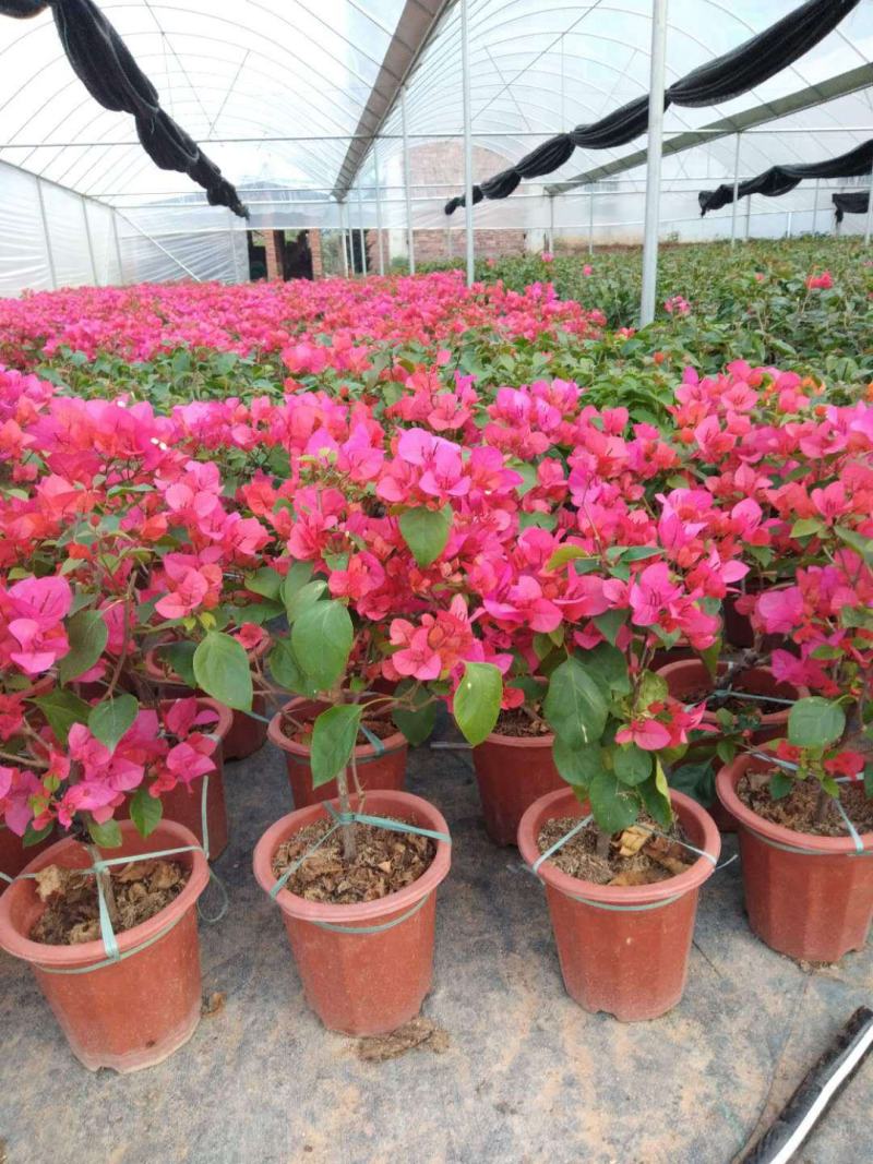 三角梅盆栽带花发货四季开花绿植好养室外绿樱红樱重瓣花卉