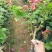三角梅盆栽带花发货四季开花绿植好养室外绿樱红樱重瓣花卉