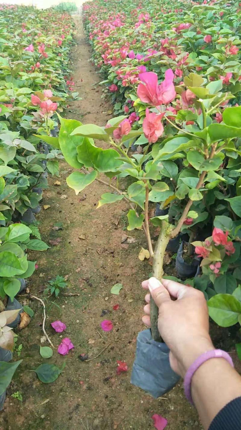 三角梅盆栽带花发货四季开花绿植好养室外绿樱红樱重瓣花卉