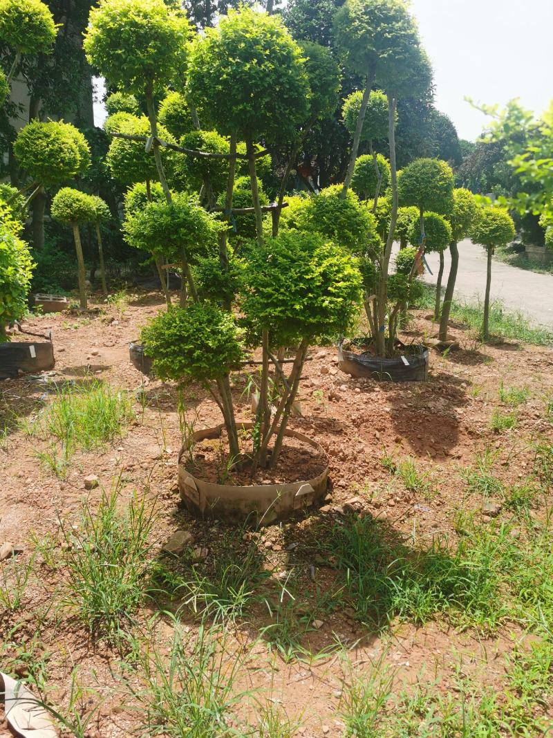 亮晶女贞桩、金冠女贞桩、金禾女贞桩、基地、供应