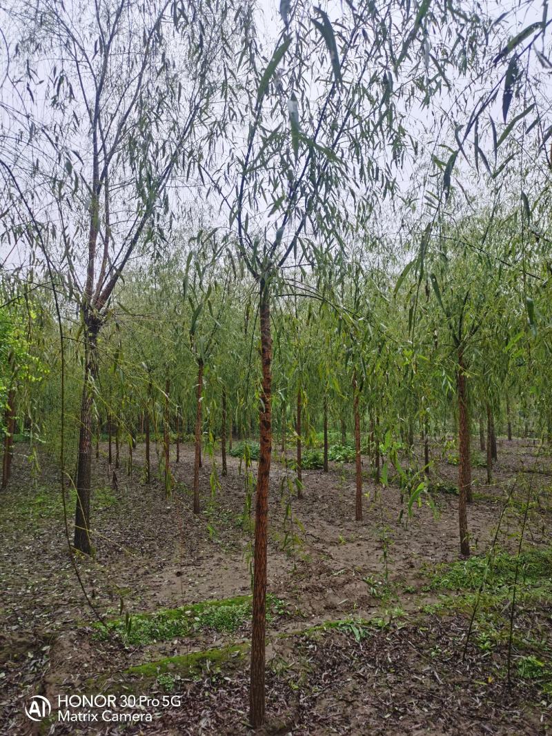 河北垂柳河北速生柳河北金丝垂柳河北速生柳基地5-6公分