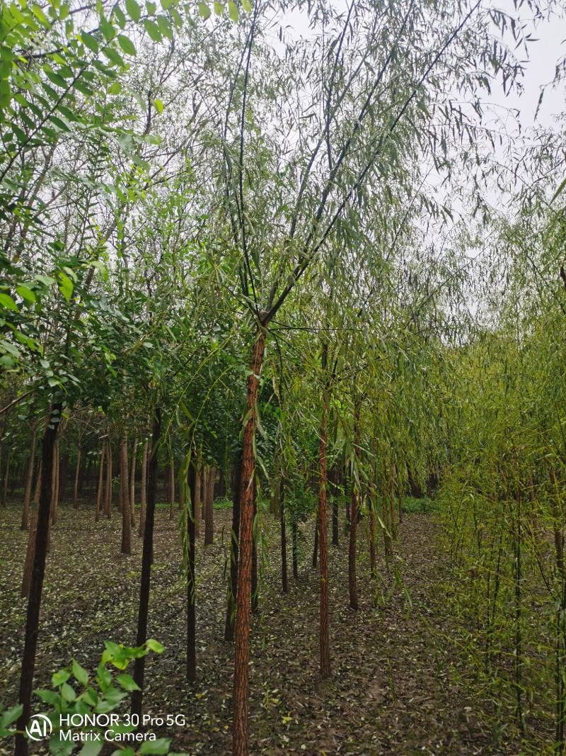 河北垂柳河北速生柳河北金丝垂柳河北速生柳基地5-6公分