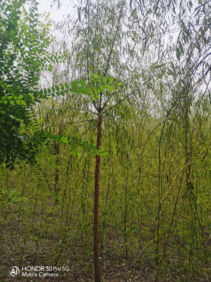 河北垂柳河北速生柳河北金丝垂柳河北速生柳基地5-6公分