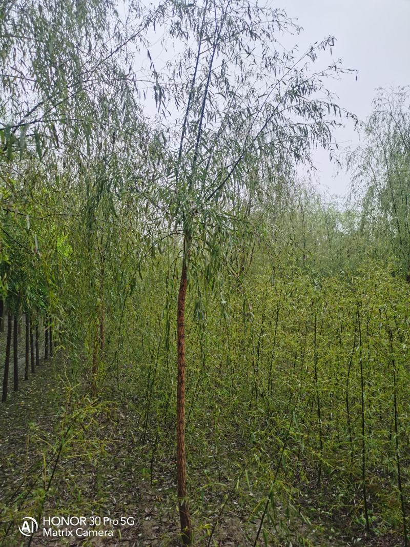 河北垂柳河北速生柳河北金丝垂柳河北速生柳基地5-6公分
