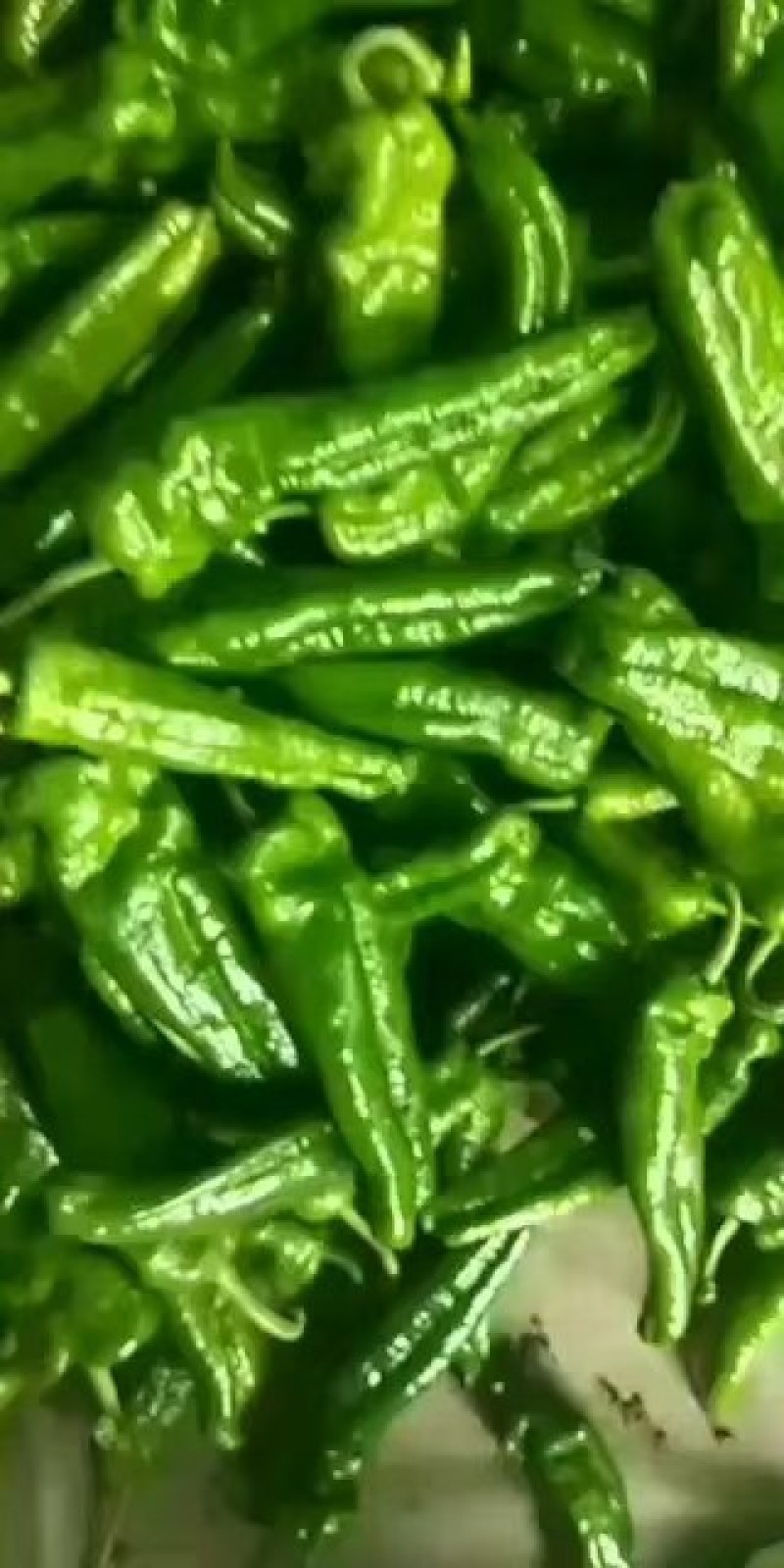 301辣椒，河南商丘夏邑县大棚辣椒大量上市中