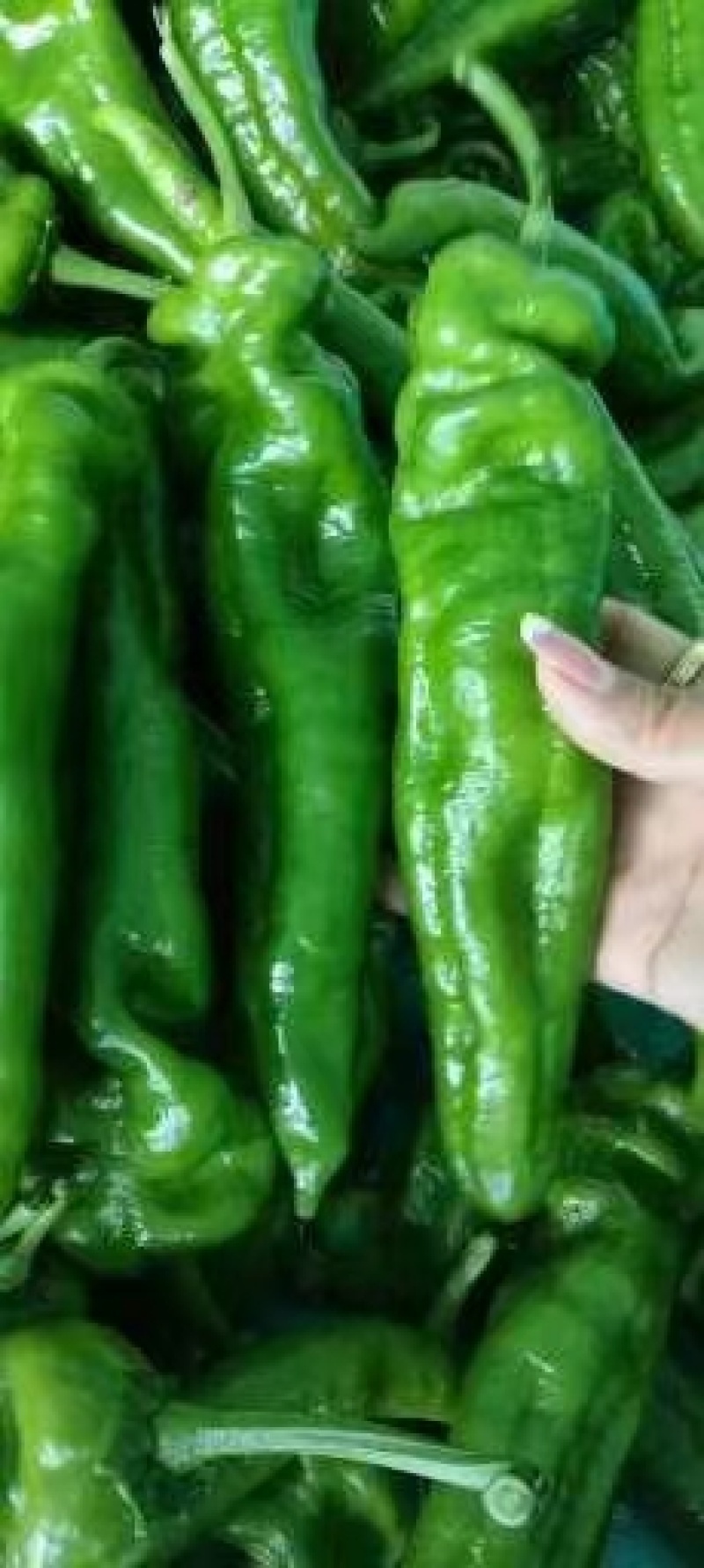 301辣椒，河南商丘夏邑县大棚辣椒大量上市中